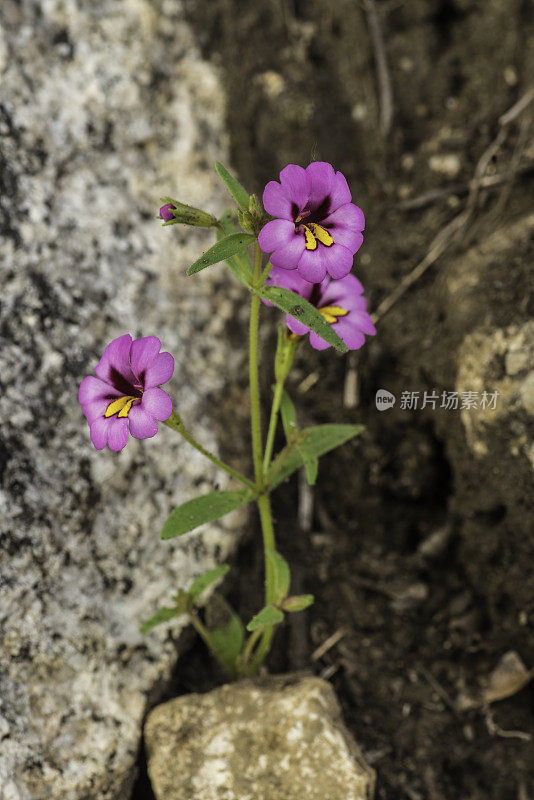 Mimulus filicaulis, Hetch Hetchy Monkeyflower，是加州特有的，在那里它只知道来自马里波萨和图奥勒姆县的内华达山脉。位于加州内华达山脉的约塞米蒂国家公园。Phymaceae。